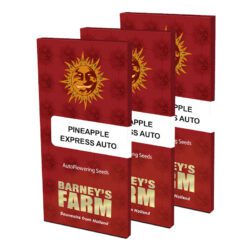 Pineapple Express Auto Feminized Seeds | Barney’s Farm Autoflower Seeds Evertree