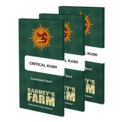 Critical Kush Feminized Seeds | Barney’s Farm Cannabis Seeds Evertree