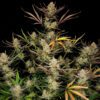 Apple Strudel Auto Feminized Seeds | FastBuds Autoflower Seeds Evertree 3
