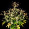Apple Strudel Auto Feminized Seeds | FastBuds Autoflower Seeds Evertree 4