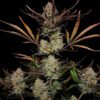 Apple Strudel Auto Feminized Seeds | FastBuds Autoflower Seeds Evertree 5