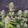 Apricot Auto Feminized Seeds | FastBuds Autoflower Seeds Evertree 4