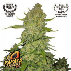 Papaya Cookies Auto Feminized Seeds | FastBuds Autoflower Seeds Evertree
