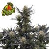 Guava Auto RF3 Feminized Seeds | FastBuds Autoflower Seeds Evertree 2
