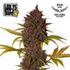 LSD-25 Auto Feminized Seeds | FastBuds Autoflower Seeds Evertree 2