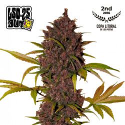 LSD-25 Auto Feminized Seeds | FastBuds Autoflower Seeds Evertree
