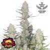 Tropicana Cookies Auto Feminized Seeds | FastBuds Autoflower Seeds Evertree 2