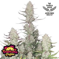 Tropicana Cookies Auto Feminized Seeds | FastBuds Autoflower Seeds Evertree