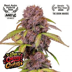 Lemon Cherry Cookies Auto Feminized Seeds | FastBuds Autoflower Seeds Evertree
