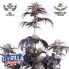 Strawberry Gorilla Auto RF3 Feminized Seeds | FastBuds Autoflower Seeds Evertree 2