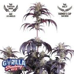 Strawberry Gorilla Auto RF3 Feminized Seeds | FastBuds Autoflower Seeds Evertree
