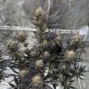 Guava Auto RF3 Feminized Seeds | FastBuds Autoflower Seeds Evertree 7