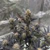 Guava Auto RF3 Feminized Seeds | FastBuds Autoflower Seeds Evertree 6