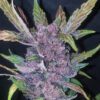 LSD-25 Auto Feminized Seeds | FastBuds Autoflower Seeds Evertree 4