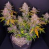 LSD-25 Auto Feminized Seeds | FastBuds Autoflower Seeds Evertree 5