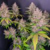 LSD-25 Auto Feminized Seeds | FastBuds Autoflower Seeds Evertree 6