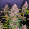 LSD-25 Auto Feminized Seeds | FastBuds Autoflower Seeds Evertree 7