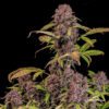 Lemon Cherry Cookies Auto Feminized Seeds | FastBuds Autoflower Seeds Evertree 3