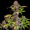 Lemon Cherry Cookies Auto Feminized Seeds | FastBuds Autoflower Seeds Evertree 4