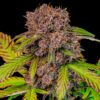 Lemon Cherry Cookies Auto Feminized Seeds | FastBuds Autoflower Seeds Evertree 6