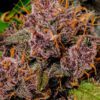 Lemon Cherry Cookies Auto Feminized Seeds | FastBuds Autoflower Seeds Evertree 7