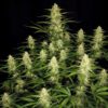 Papaya Cookies Auto Feminized Seeds | FastBuds Autoflower Seeds Evertree 3