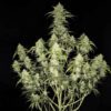 Papaya Cookies Auto Feminized Seeds | FastBuds Autoflower Seeds Evertree 5