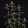 Strawberry Gorilla Auto RF3 Feminized Seeds | FastBuds Autoflower Seeds Evertree 7