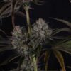 Strawberry Gorilla Auto RF3 Feminized Seeds | FastBuds Autoflower Seeds Evertree 3