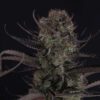 Strawberry Gorilla Auto RF3 Feminized Seeds | FastBuds Autoflower Seeds Evertree 4
