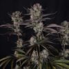 Strawberry Gorilla Auto RF3 Feminized Seeds | FastBuds Autoflower Seeds Evertree 5
