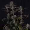 Strawberry Gorilla Auto RF3 Feminized Seeds | FastBuds Autoflower Seeds Evertree 6
