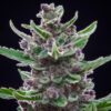 Tropicana Cookies Auto Feminized Seeds | FastBuds Autoflower Seeds Evertree 3