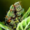Tropicana Cookies Auto Feminized Seeds | FastBuds Autoflower Seeds Evertree 5
