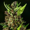 Tropicana Cookies Auto Feminized Seeds | FastBuds Autoflower Seeds Evertree 6