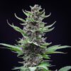 Tropicana Cookies Auto Feminized Seeds | FastBuds Autoflower Seeds Evertree 7