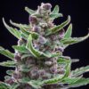 Tropicana Cookies Auto Feminized Seeds | FastBuds Autoflower Seeds Evertree 8