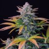 Tropicana Cookies Auto Feminized Seeds | FastBuds Autoflower Seeds Evertree 9