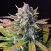 Tropicana Cookies Auto Feminized Seeds | FastBuds Autoflower Seeds Evertree 10