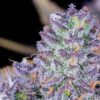 Tropicana Cookies Auto Feminized Seeds | FastBuds Autoflower Seeds Evertree 11