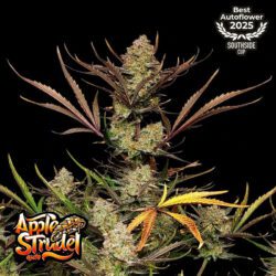 Apple Strudel Auto Feminized Seeds | FastBuds Autoflower Seeds Evertree