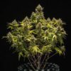 Blue Cheese Autoflowering | Royal Queen Seeds Autoflower Seeds Evertree 6