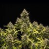 Blue Cheese Autoflowering | Royal Queen Seeds Autoflower Seeds Evertree 4