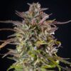 Cookies Gelato Feminized | Royal Queen Seeds Cannabis Seeds Evertree 6