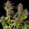 Cookies Gelato Feminized | Royal Queen Seeds Cannabis Seeds Evertree 5