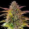 Cookies Gelato Feminized | Royal Queen Seeds Cannabis Seeds Evertree 4