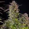 Cookies Gelato Feminized | Royal Queen Seeds Cannabis Seeds Evertree 3