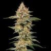 Critical Feminized | Royal Queen Seeds Cannabis Seeds Evertree 4