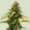 Epsilon F1 Hybrids | Royal Queen Seeds Cannabis Seeds Evertree 4