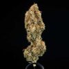 Epsilon F1 Hybrids | Royal Queen Seeds Cannabis Seeds Evertree 3
